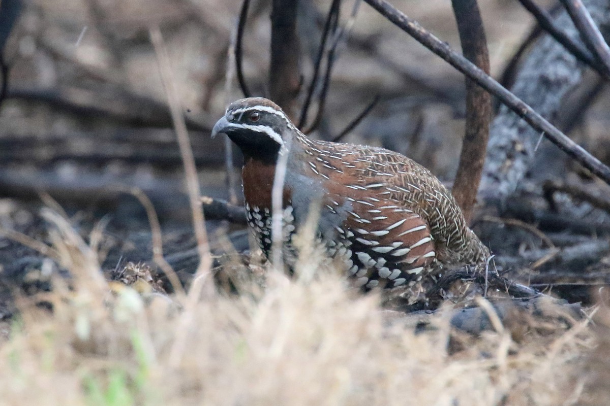 Madagascar Partridge - ML136890481