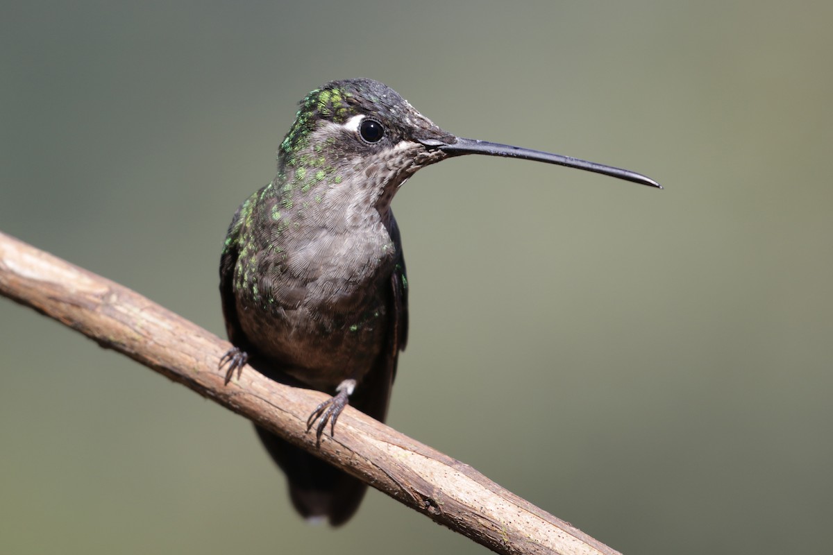 Talamanca Hummingbird - ML136891591