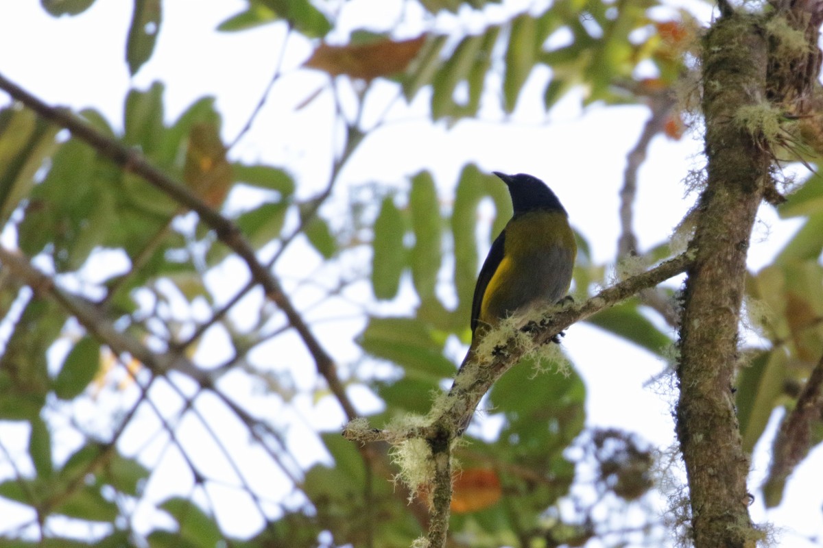 Black-and-yellow Silky-flycatcher - ML136891661