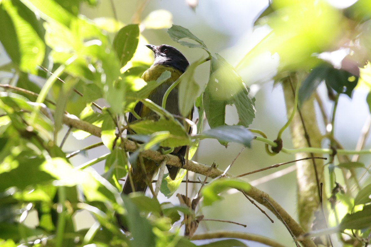 Black-and-yellow Silky-flycatcher - ML136891711