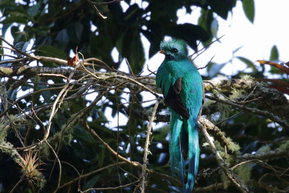Muhteşem Ketzal (costaricensis) - ML136891971