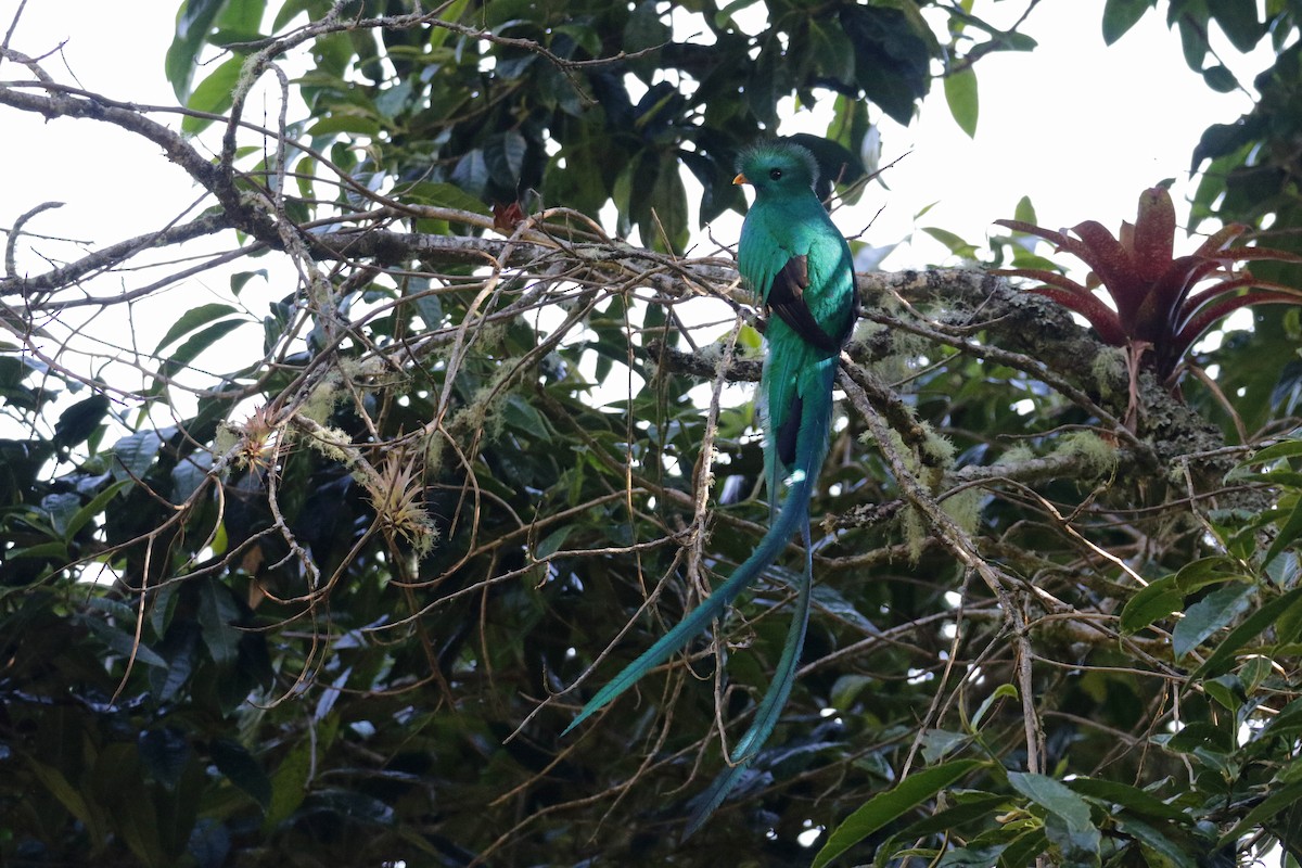 Quetzal (costaricensis) - ML136891981