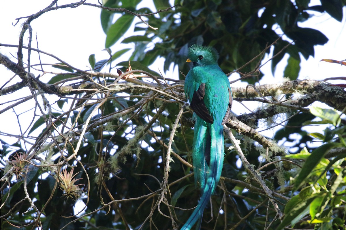 Quetzal Guatemalteco (costaricensis) - ML136891991