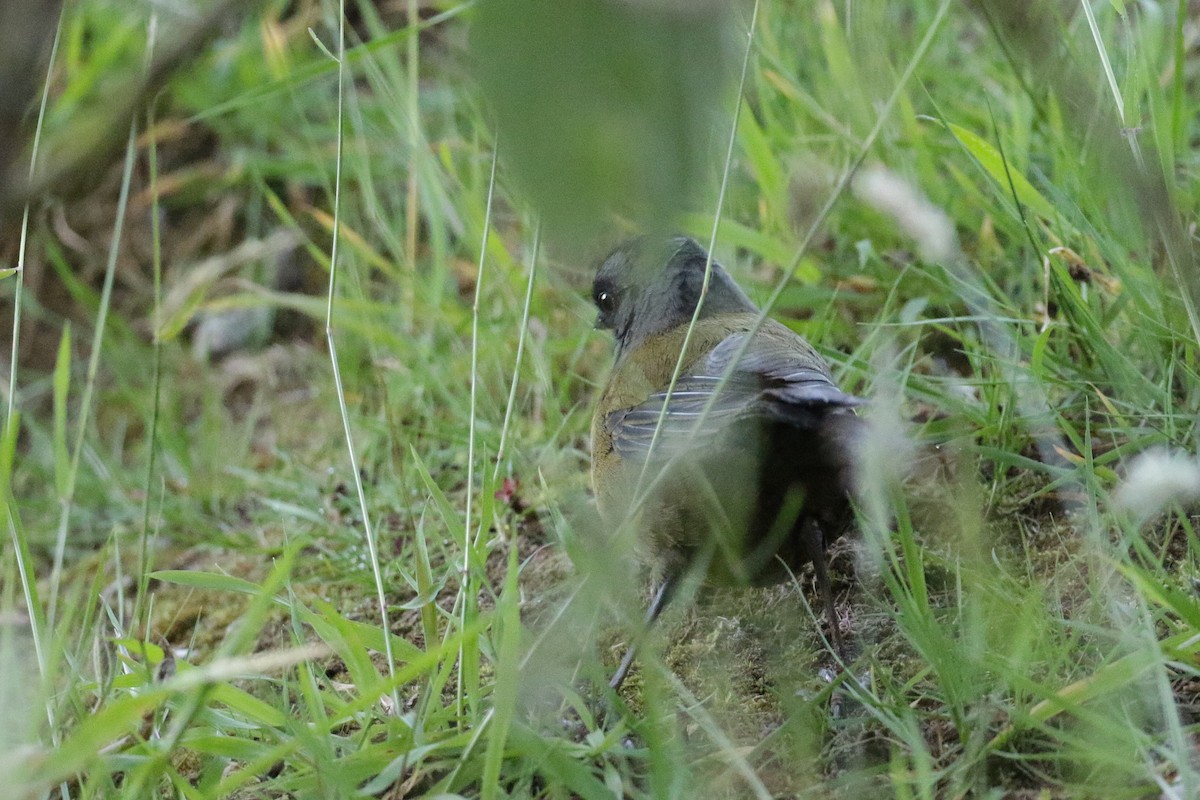 Large-footed Finch - ML136892471