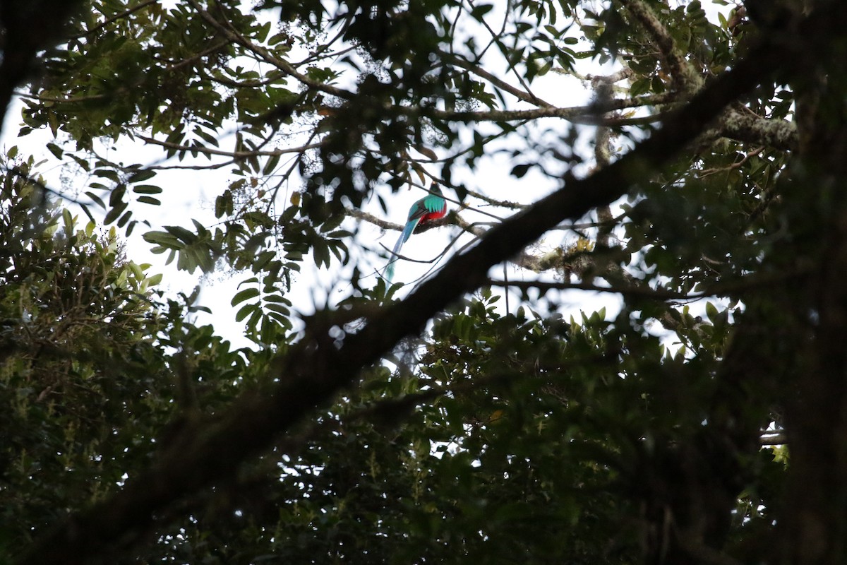 Quetzal Guatemalteco (costaricensis) - ML136892581