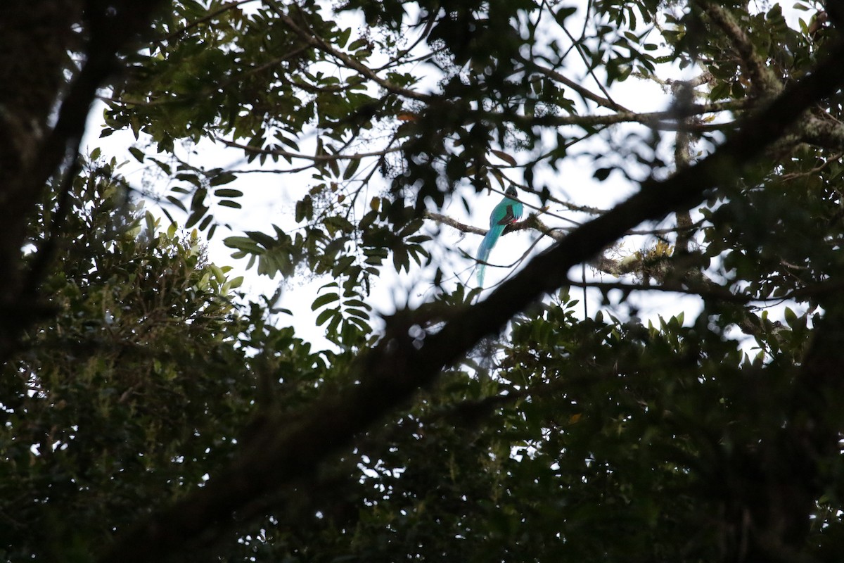 Quetzal Guatemalteco (costaricensis) - ML136892601
