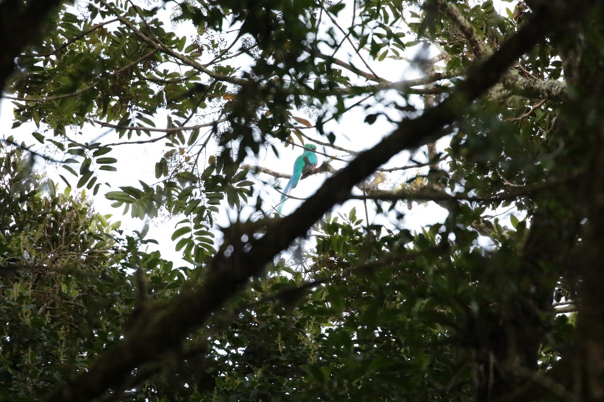 Quetzal Guatemalteco (costaricensis) - ML136892611