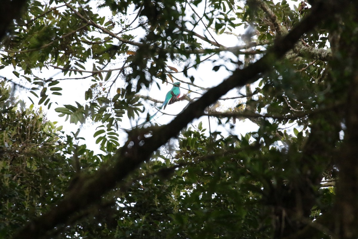 Quetzal Guatemalteco (costaricensis) - ML136892621