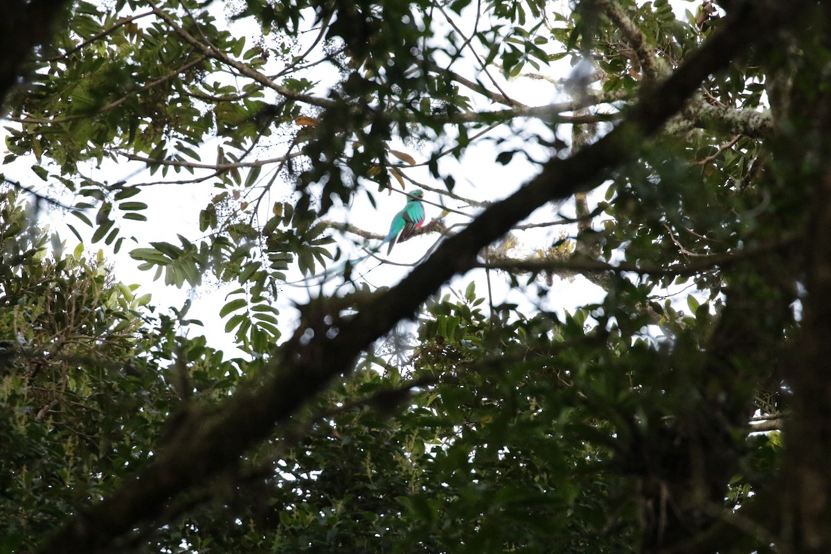 Quetzal Guatemalteco (costaricensis) - ML136892631