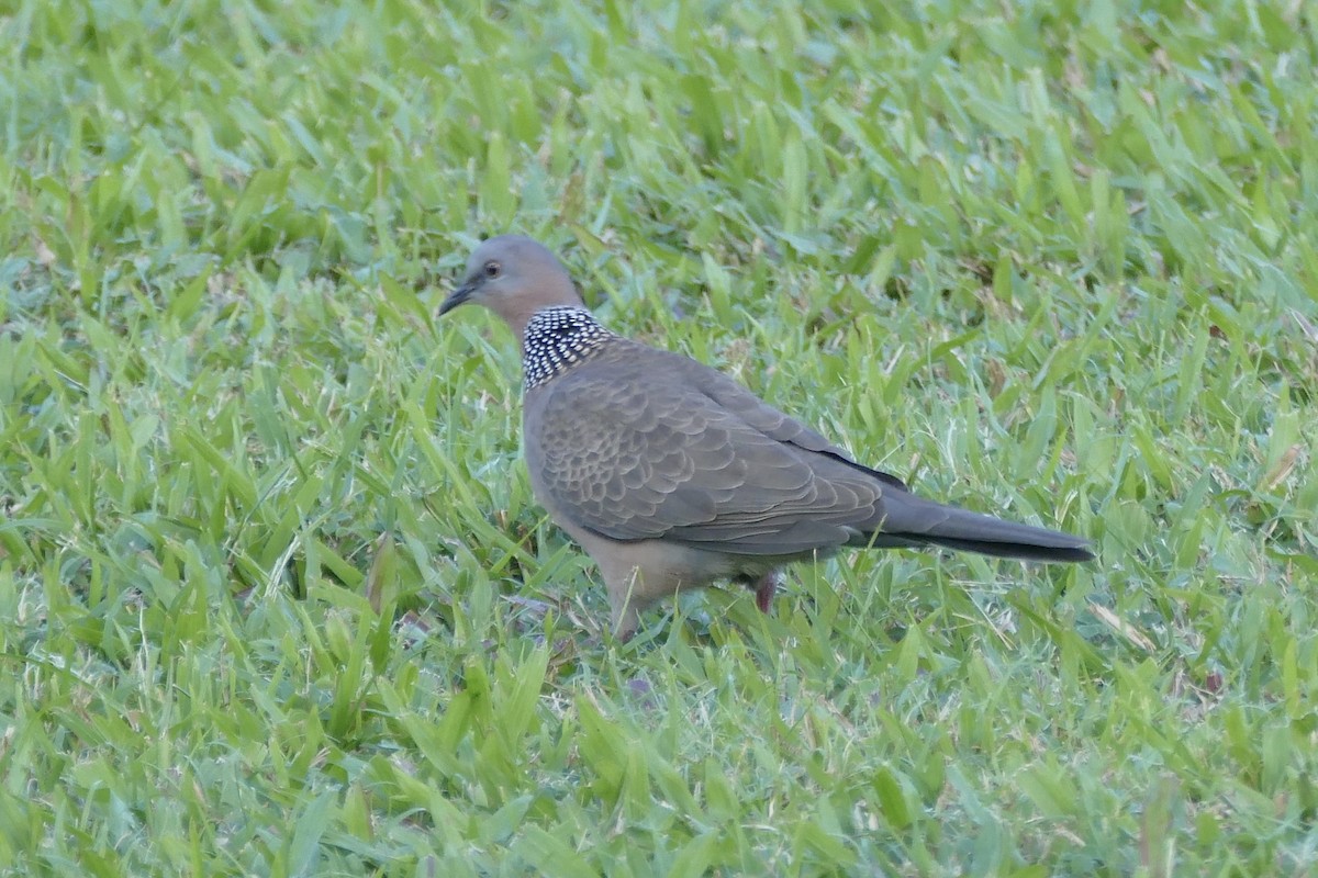 Spotted Dove - Lorrie Anderson