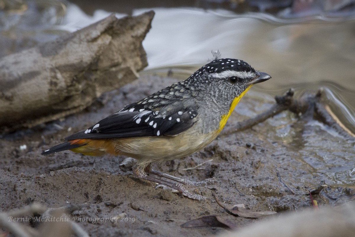Spotted Pardalote - Bernie McRitchie