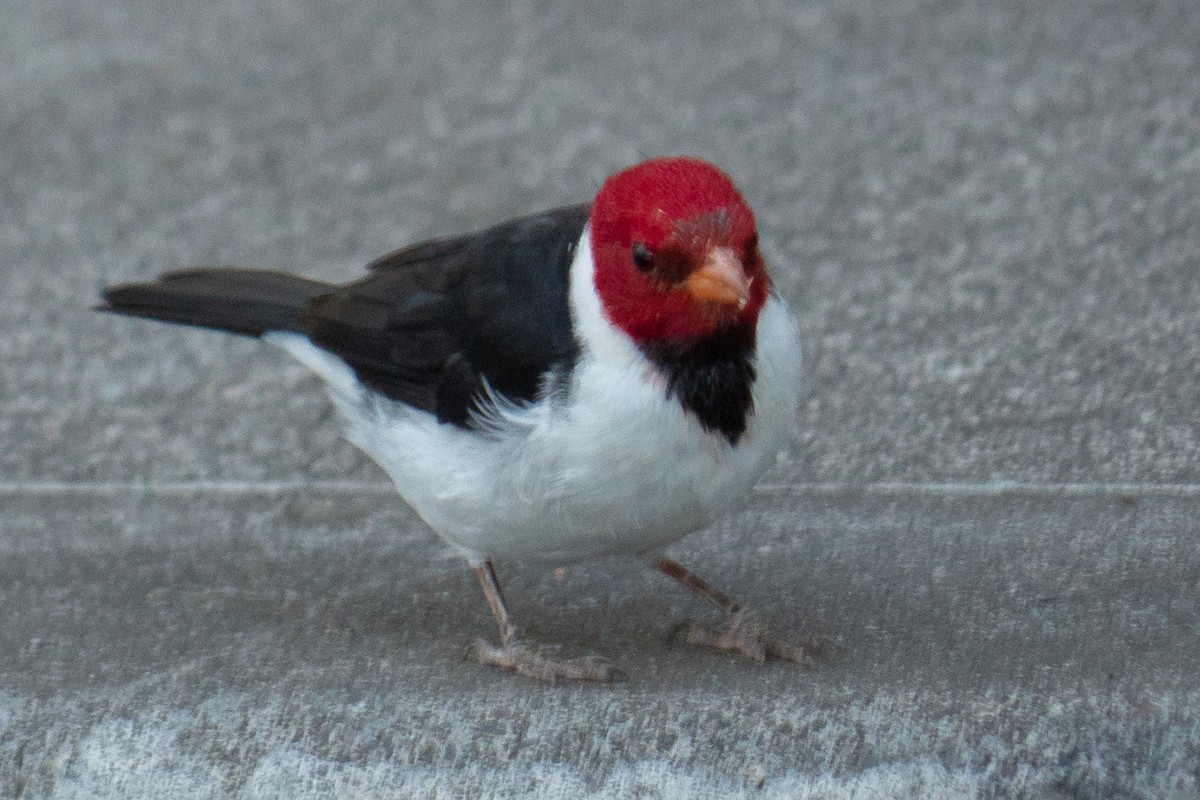 Yellow-billed Cardinal - Grace Oliver