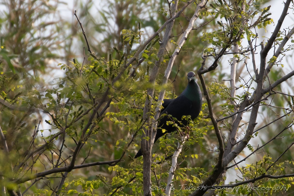 Black Wood-Pigeon - ML136897681