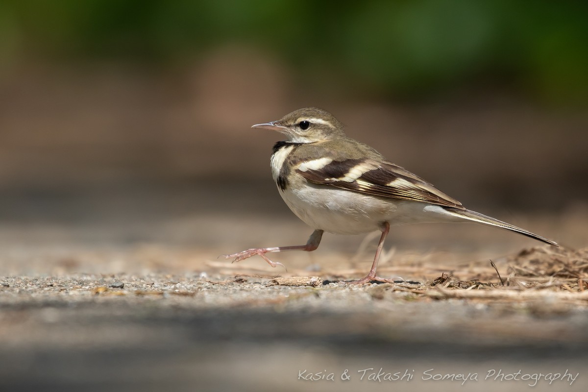 Forest Wagtail - ML136898081