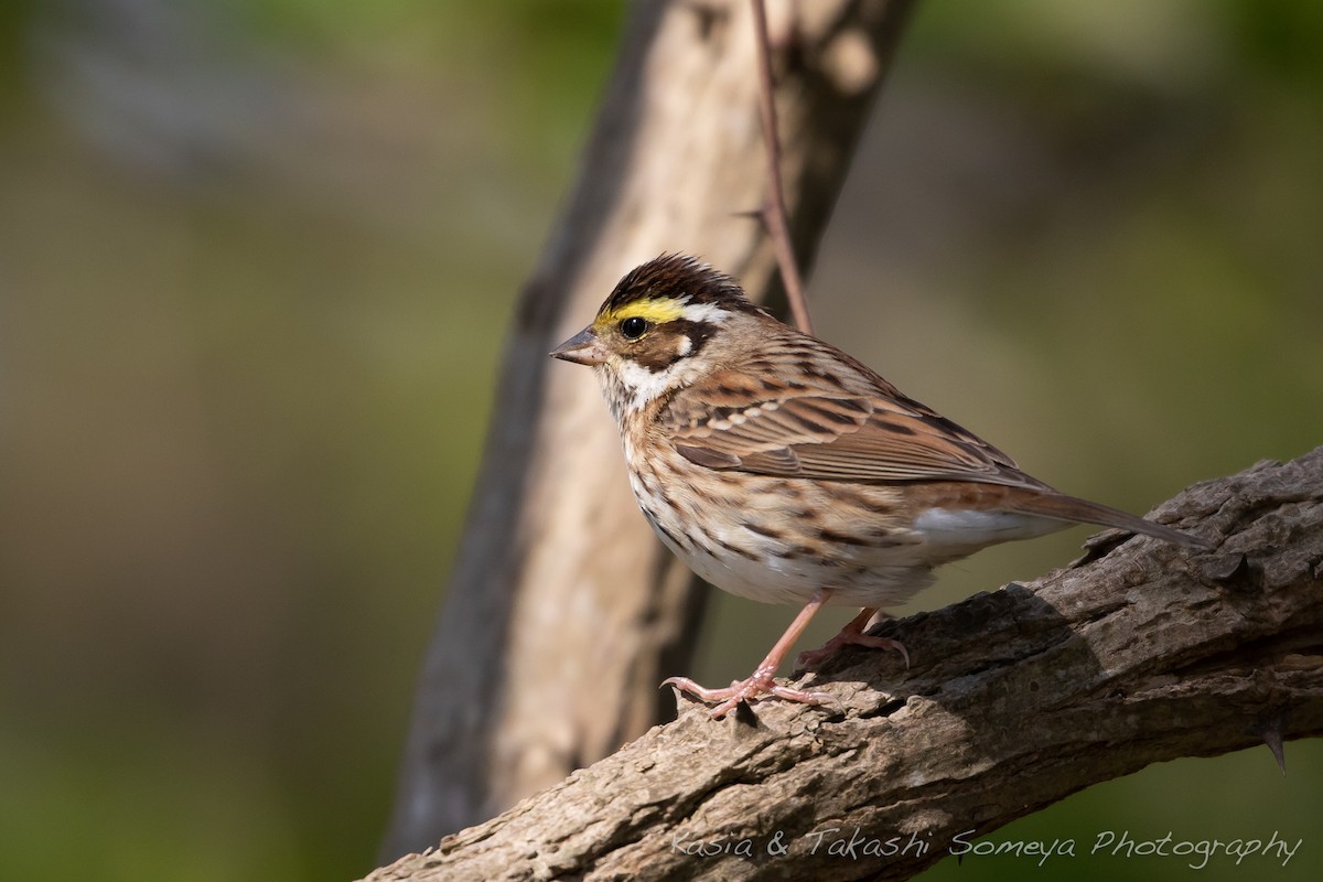 Yellow-browed Bunting - ML136898151