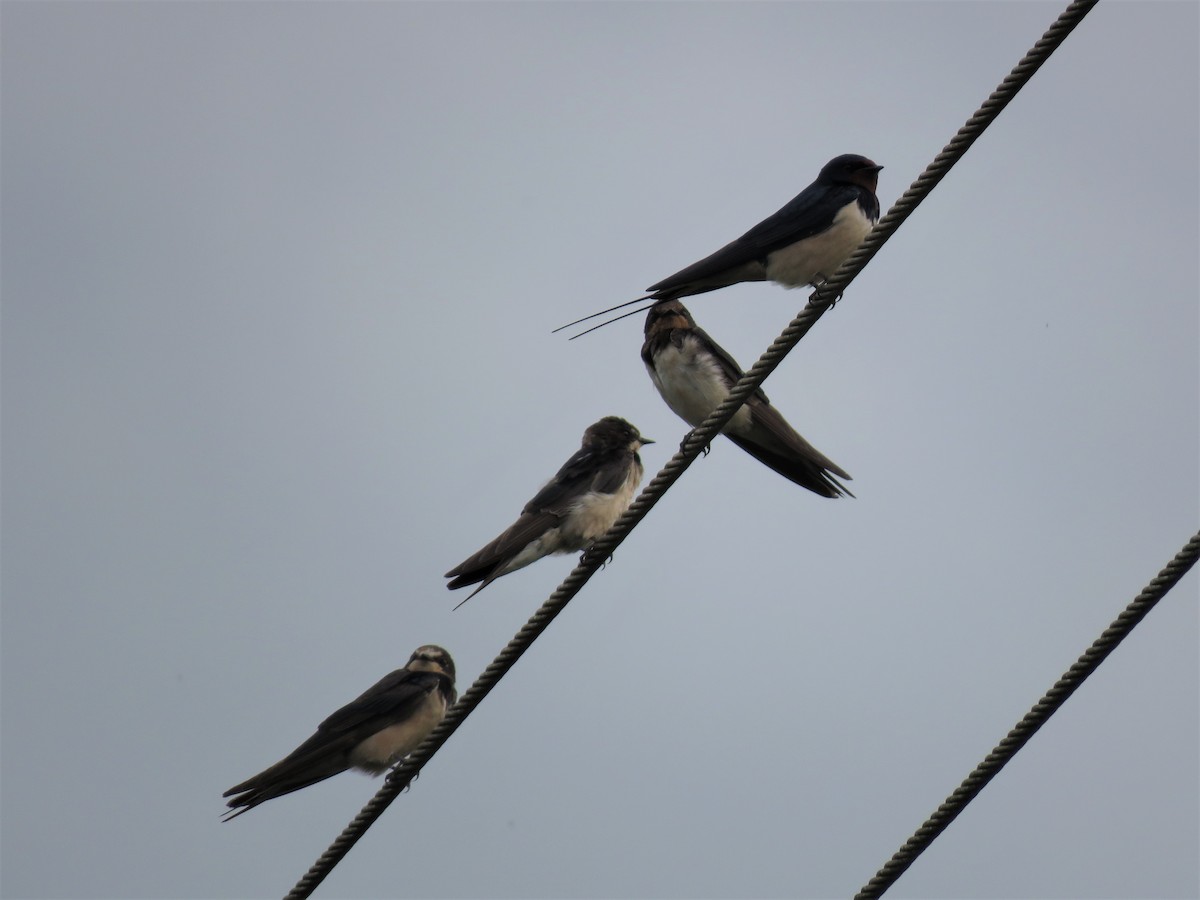 Barn Swallow - ML136899191