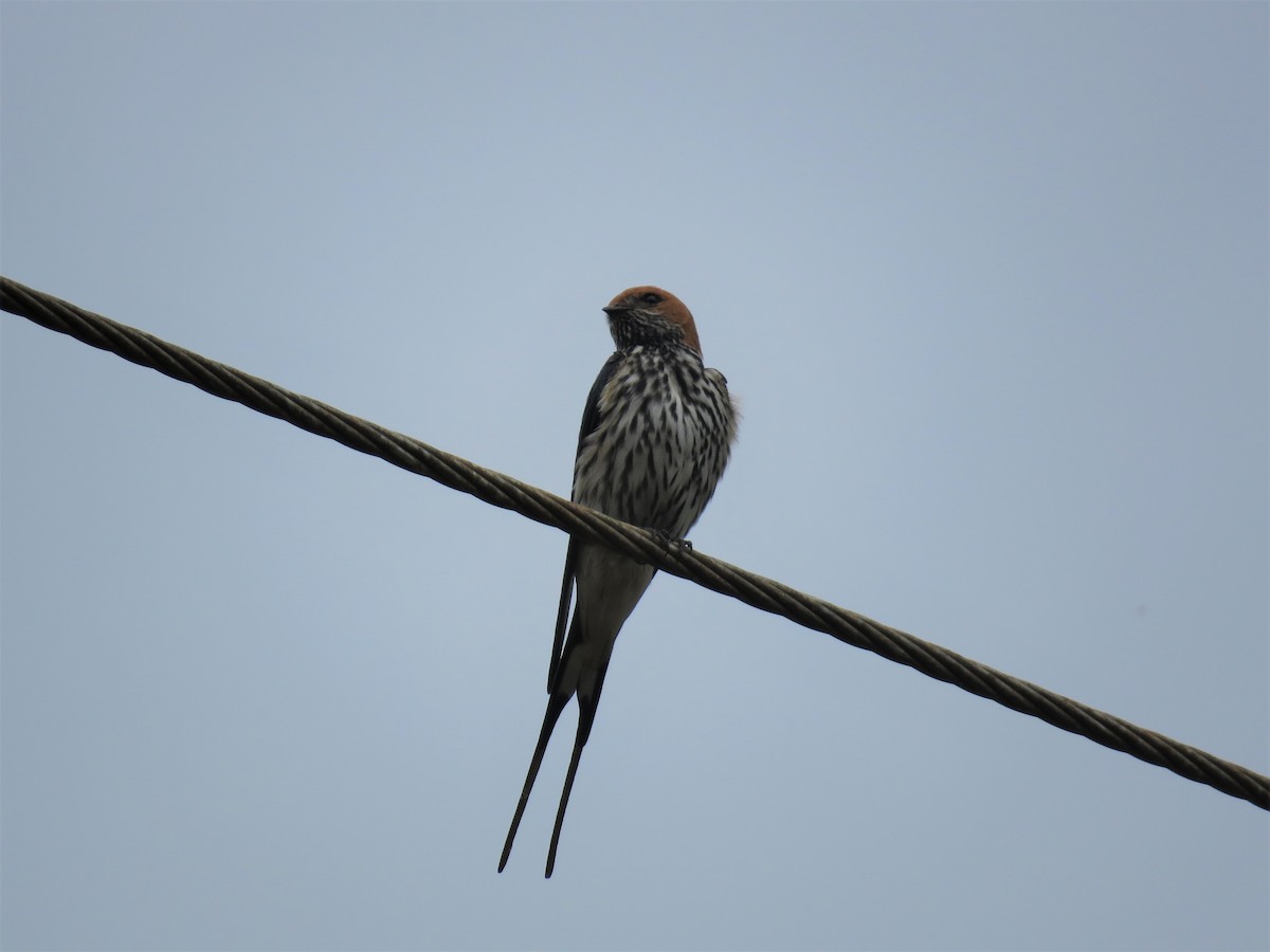 Lesser Striped Swallow - ML136899221