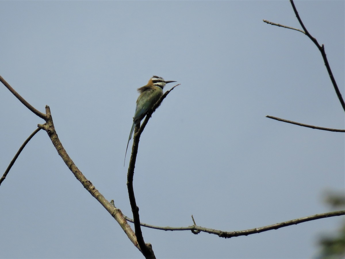 White-throated Bee-eater - ML136899321