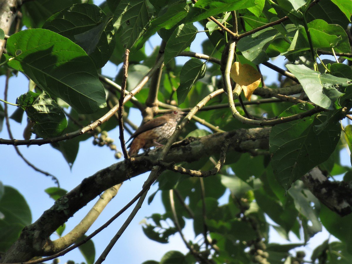 African Shrike-flycatcher - ML136899491