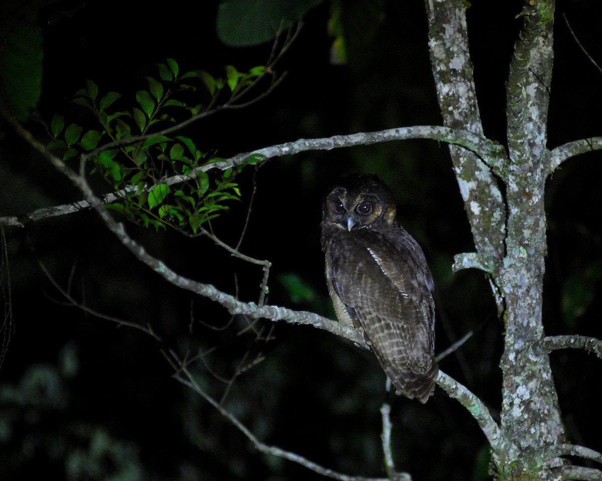 Brown Wood-Owl - ML136900341