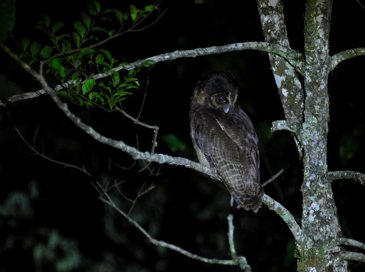 Brown Wood-Owl - ML136900351