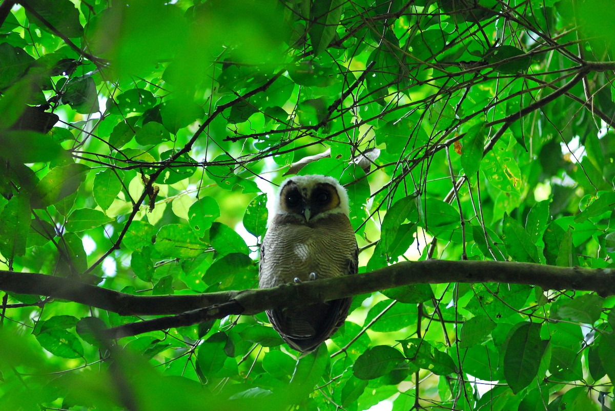 Brown Wood-Owl - ML136901911