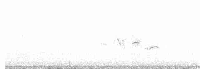 Kutturlio arrunta (magrebtarra) - ML136902691