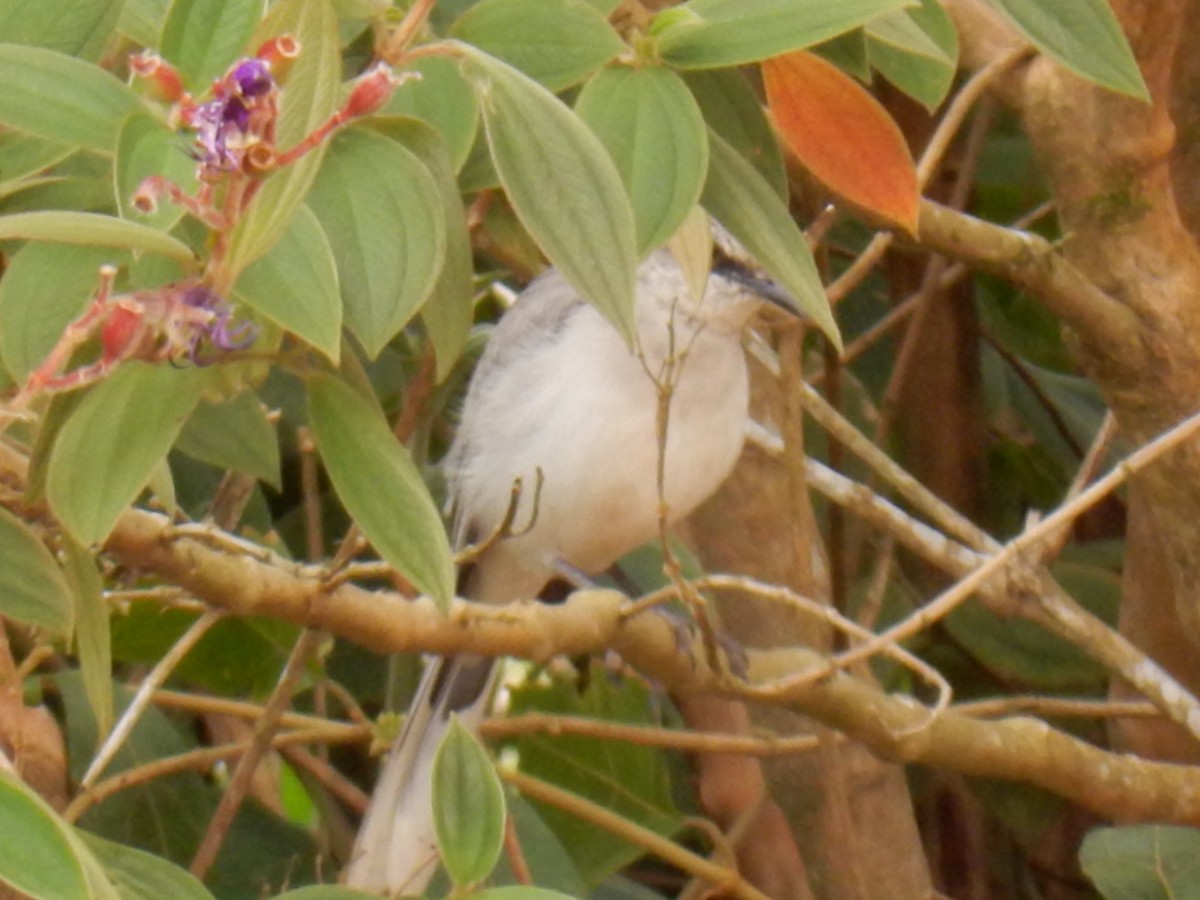 Tropical Mockingbird - al kirkley