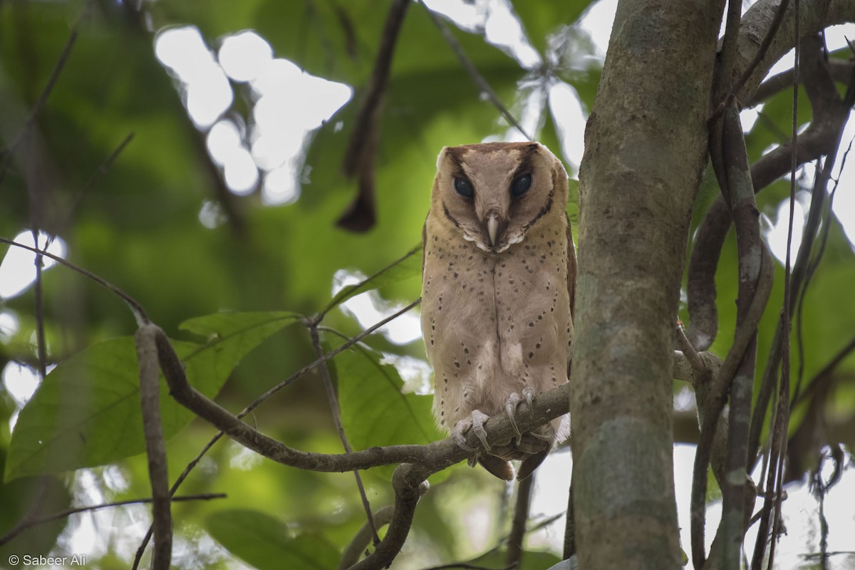 Sri Lanka Bay-Owl - sabeer ali