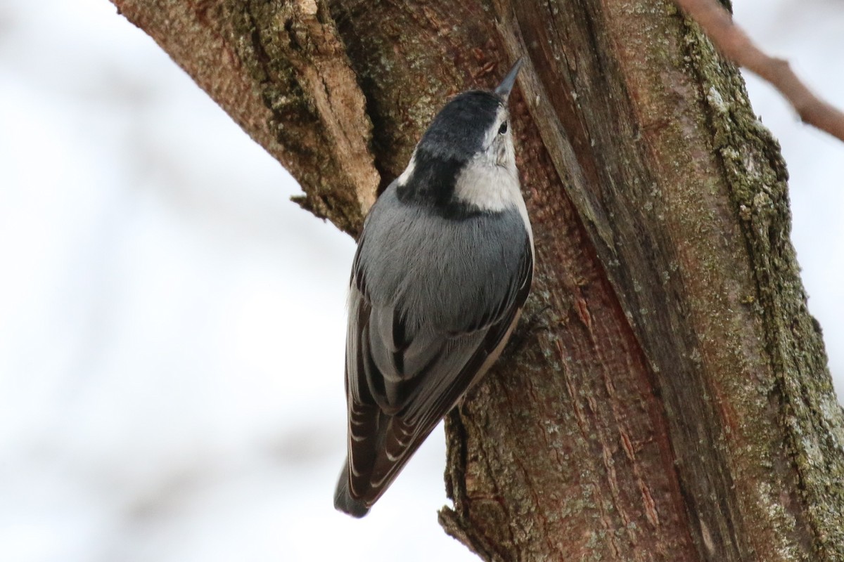 White-breasted Nuthatch - ML136907271
