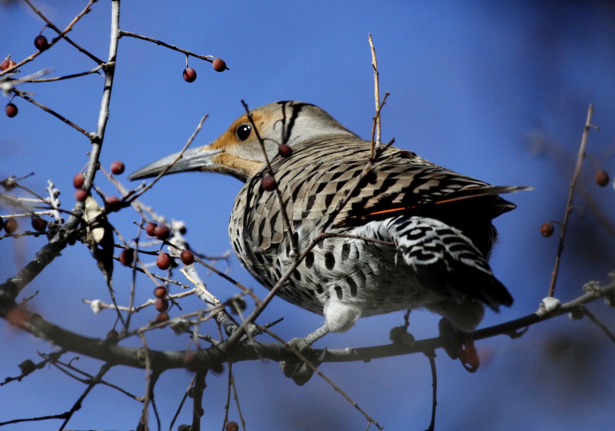 Northern Flicker (Red-shafted) - ML136907691