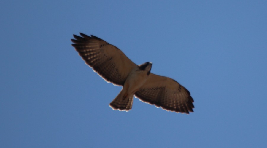 Short-tailed Hawk - ML136908361