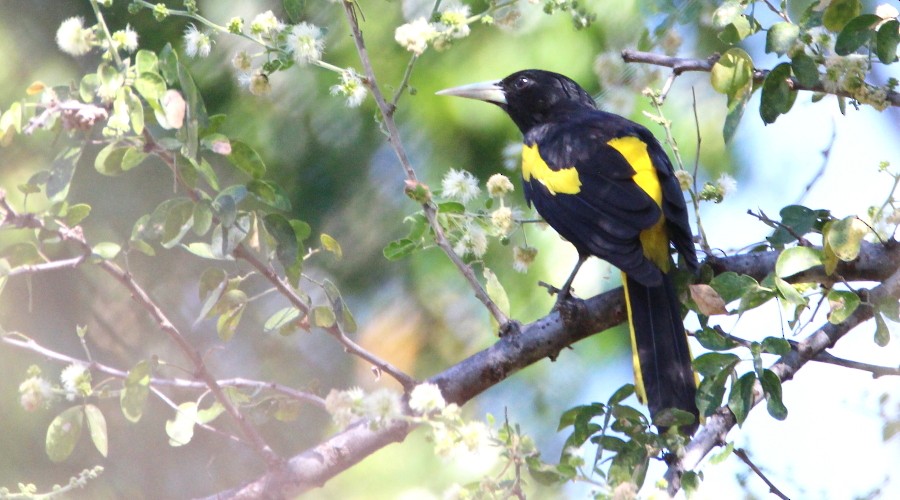 Yellow-winged Cacique - ML136908591