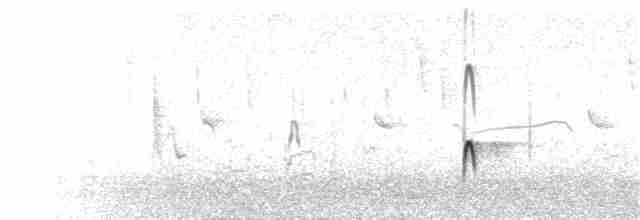 langnebbekkasinsnipe - ML136909241