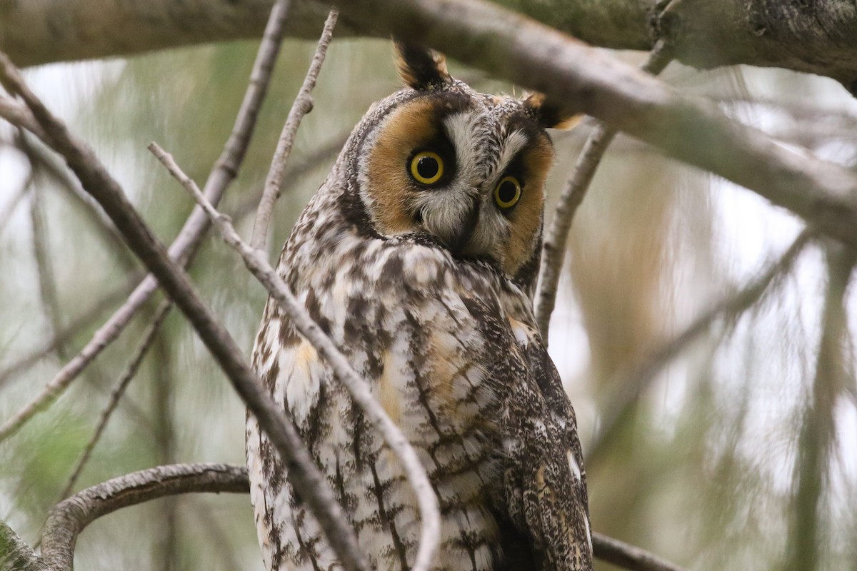 Long-eared Owl - Mark Stephenson