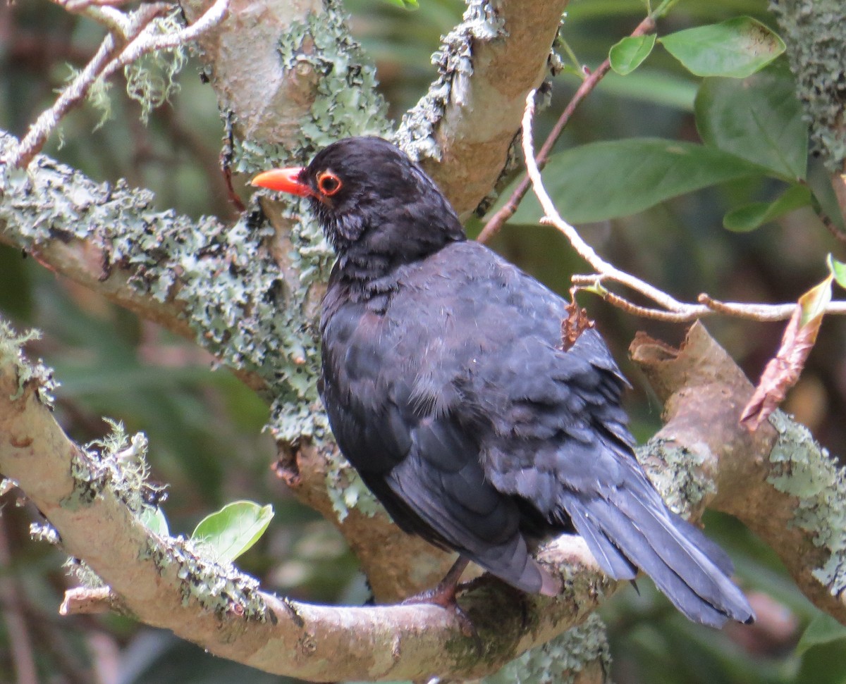 Eurasian Blackbird - ML136911381