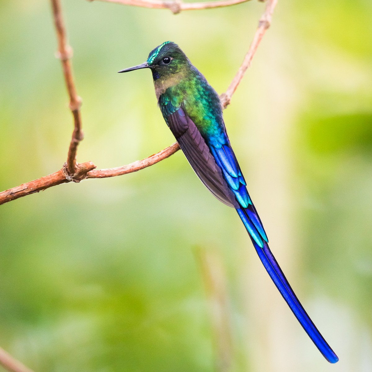 Violet-tailed Sylph - ML136912541