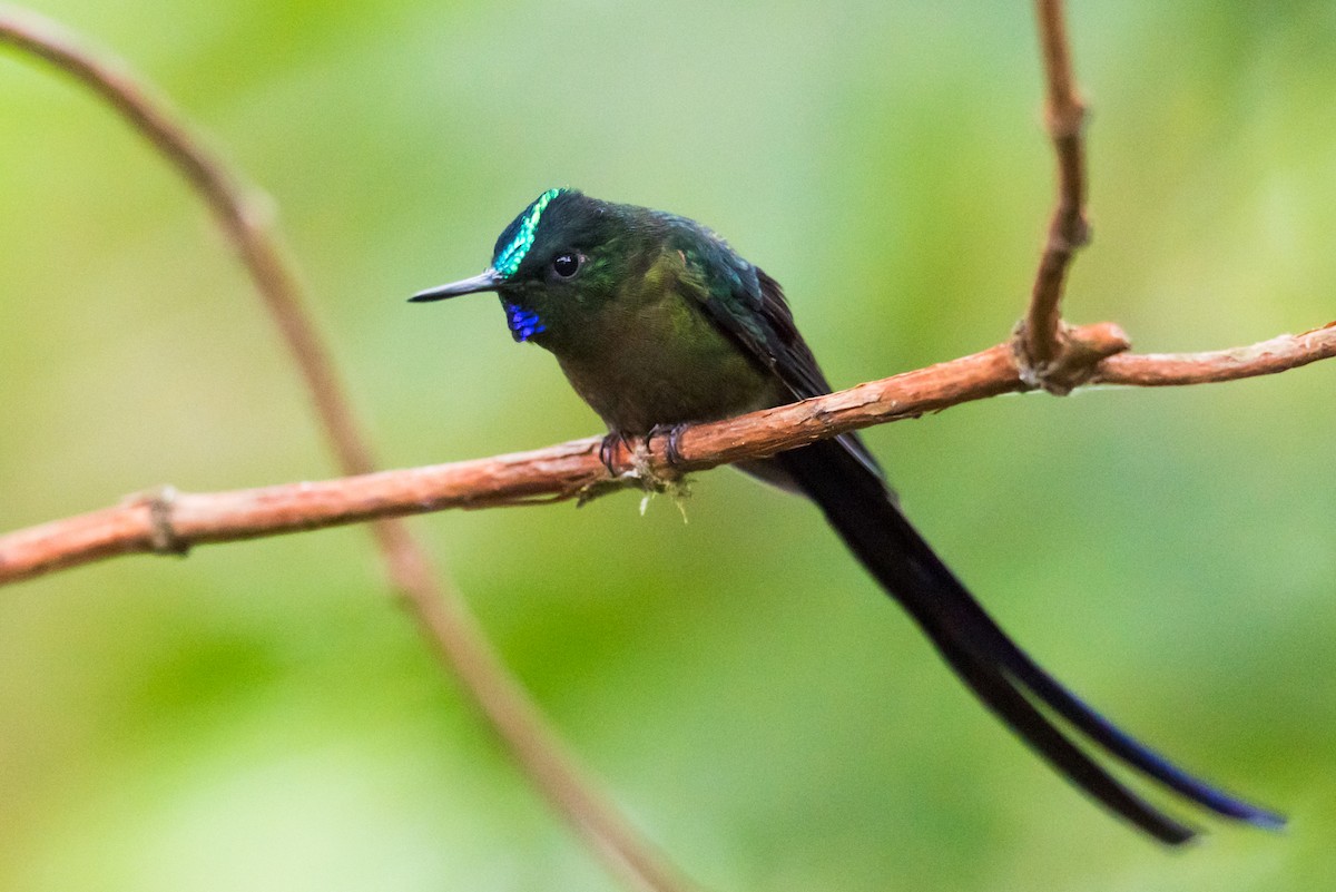 Violet-tailed Sylph - ML136912621