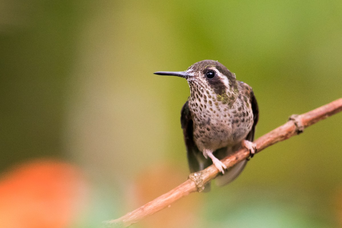 Speckled Hummingbird - Claudia Brasileiro
