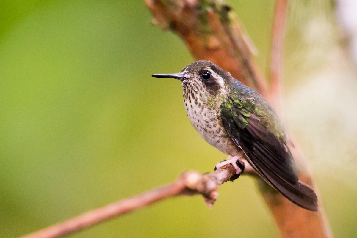 Speckled Hummingbird - ML136912991