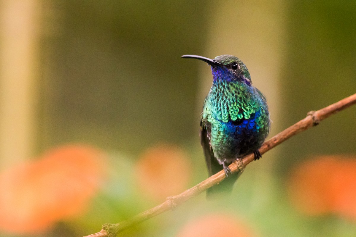 kolibřík modrolící - ML136913911