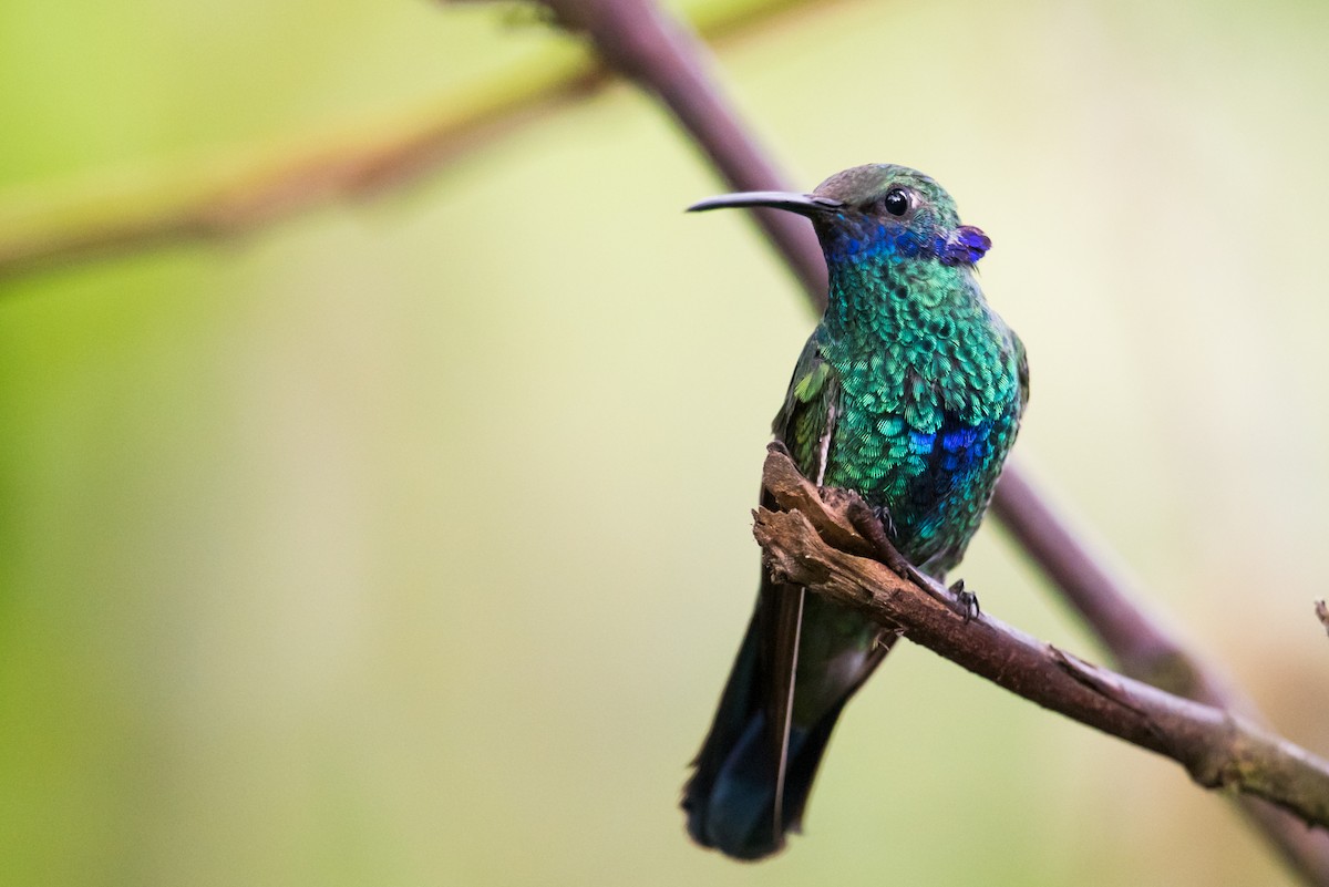 kolibřík modrolící - ML136913931