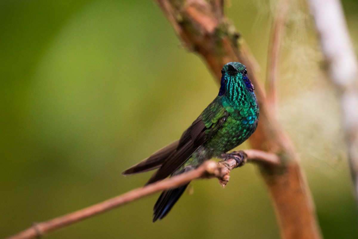 kolibřík modrolící - ML136913941