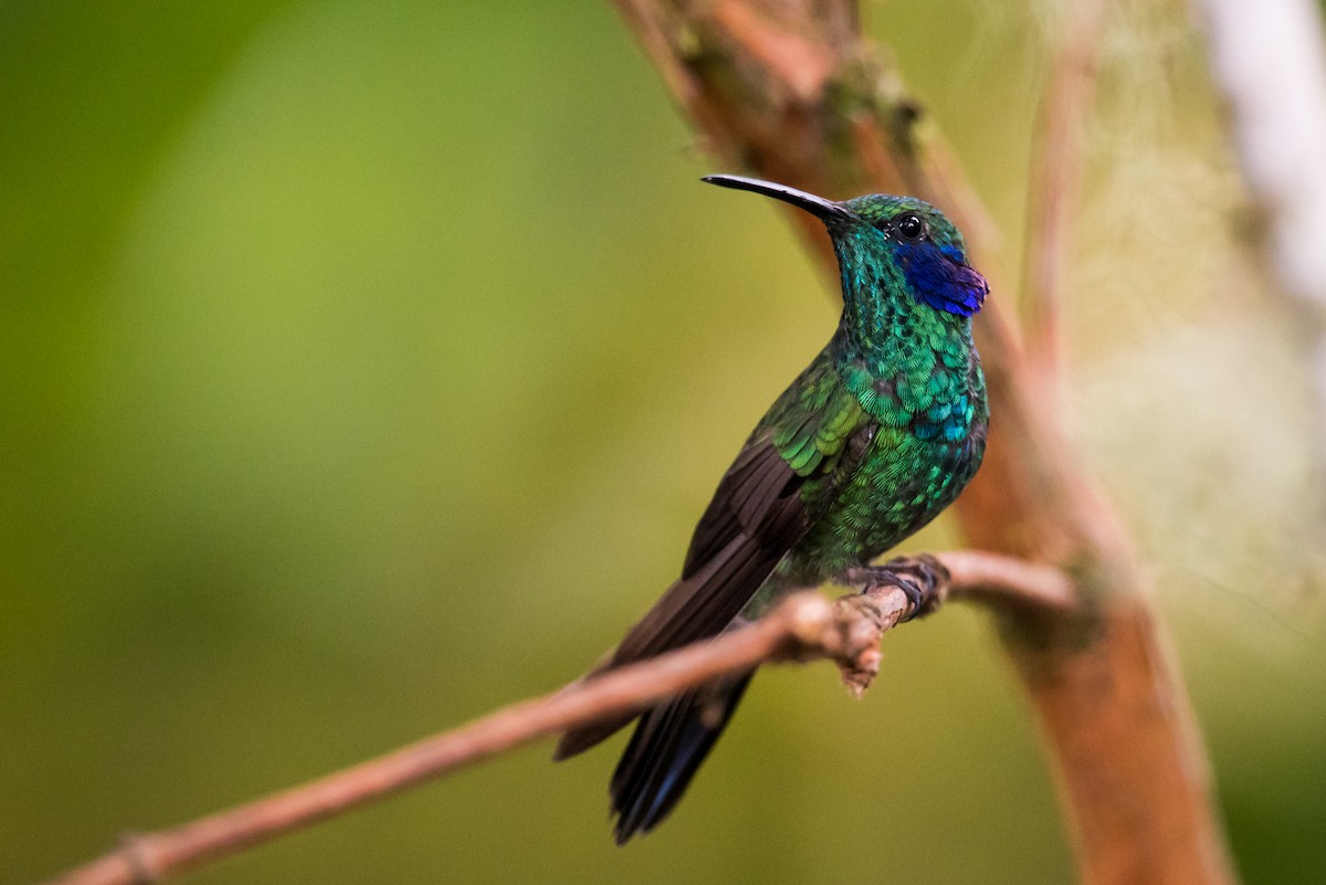 kolibřík modrolící - ML136913951