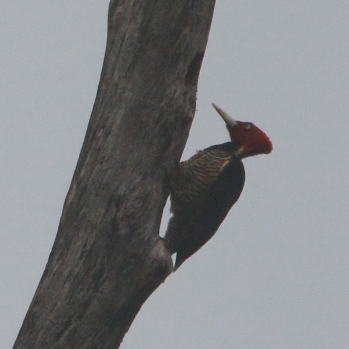 Pale-billed Woodpecker - ML136914851