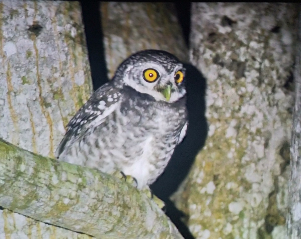 Spotted Owlet - ML136915191