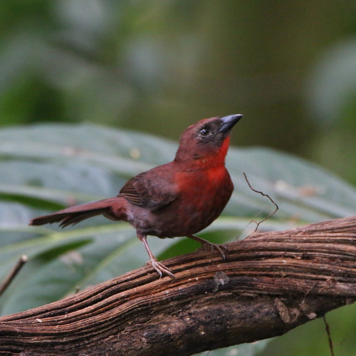 Red-throated Ant-Tanager - ML136915291