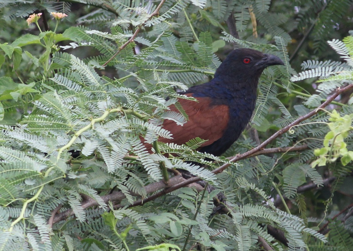 Greater Coucal - Vyom Vyas