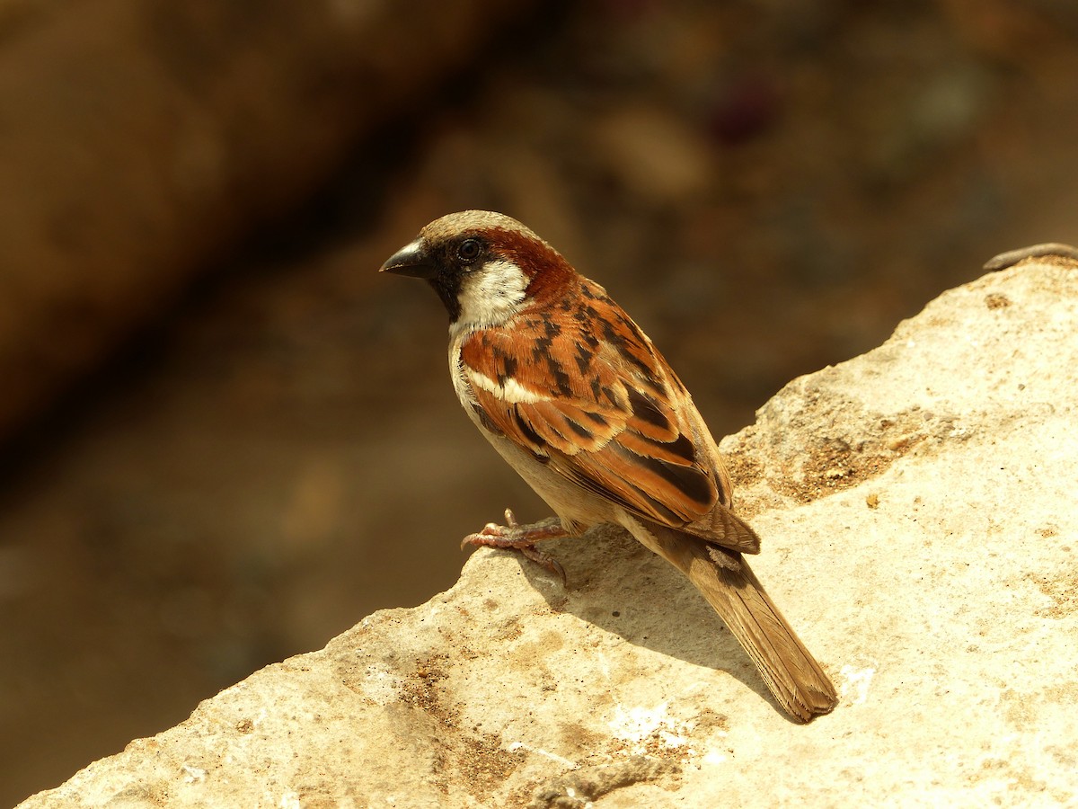 House Sparrow - ML136920321
