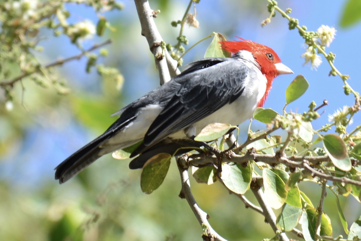 Red-crested Cardinal - ML136921651